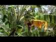 Bananas Tree 1 2296